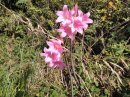 Amaryllis